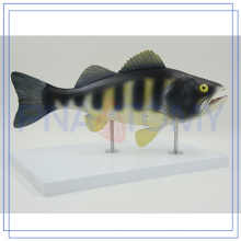 Modelo profissional da anatomia dos peixes PNT-0829 personalizado